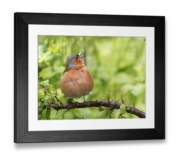 Framed Print : Chaffinch (Fringilla coelebs), male perched on a blackthorn branch (Prunus spinosa)
