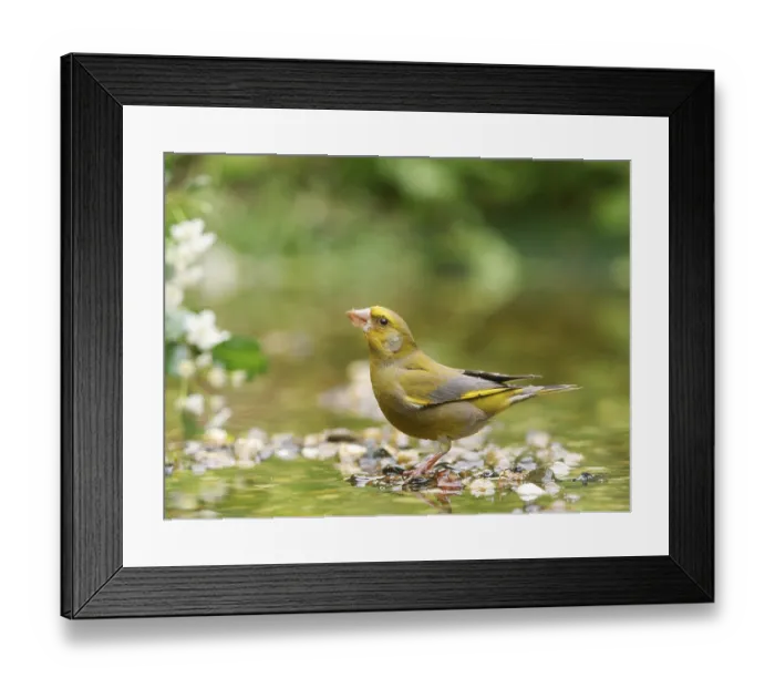 Framed Print : Greenfinch (Carduelis chloris)
