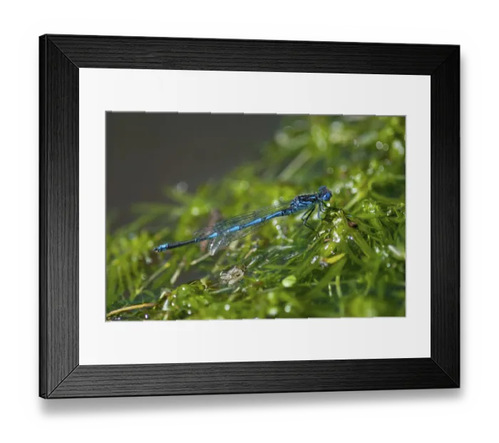Framed Print : Azure Damselfly, Cercion Lindenii Framed Print : Azure Damselfly, Cercion Lindenii