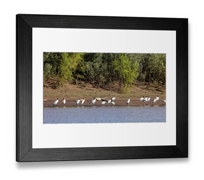 Framed Print : Birds gathered on the riverbank against the backdrop of a green forest edge