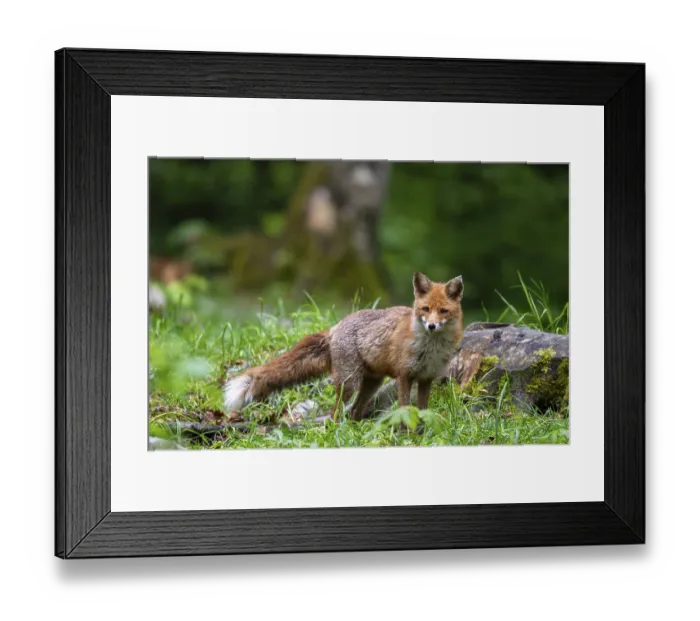 Framed Print : Red fox (Vulpes vulpes) in the forest Framed Print : Red fox (Vulpes vulpes) in the forest