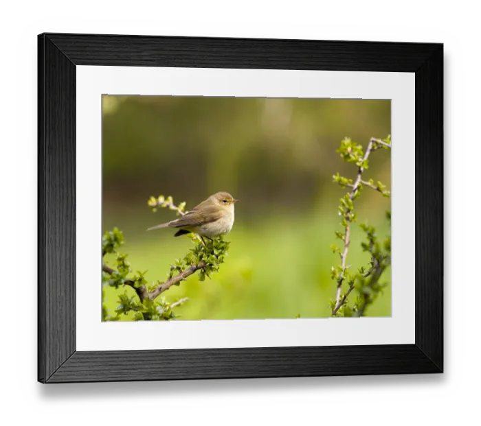 Framed Print : A chiffchaff (Phylloscopus collybita) perched on a blackthorn branch (Prunus spinosa) Framed Print : A chiffchaff (Phylloscopus collybita) perched on a blackthorn branch (Prunus spinosa)