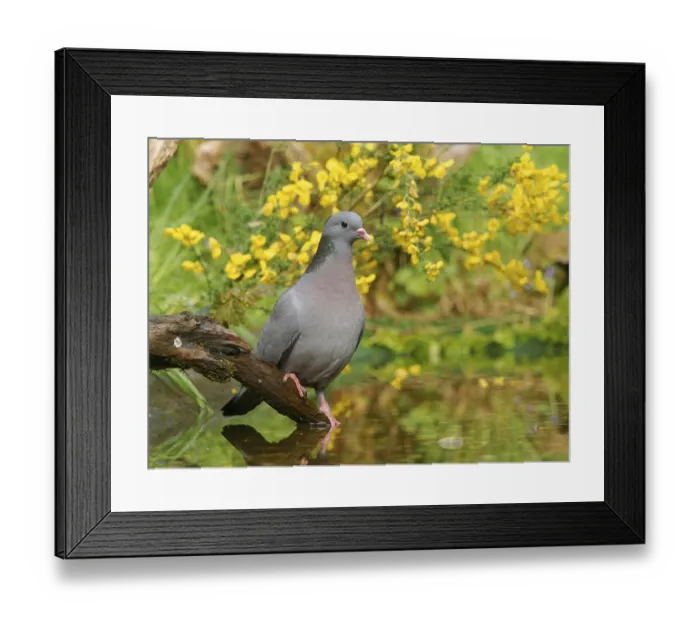 Framed Print : Eurasian stock dove (Columba oenas)
