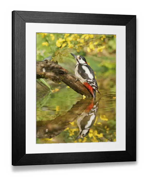Framed Print : Great Spotted Woodpecker (Dendrocopos major) perched on a root by the water Framed Print : Great Spotted Woodpecker (Dendrocopos major) perched on a root by the water