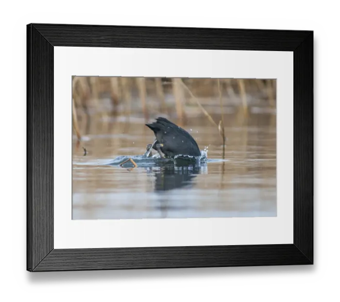 Framed Print : Eurasian Coot Coot, Fulica Atra Framed Print : Eurasian Coot Coot, Fulica Atra