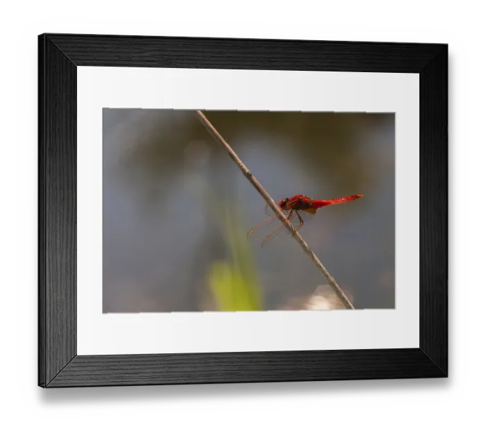 Framed Print : Broad Scarlet, Crocothemis Erythraea