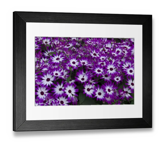 Framed Print : Pericallis (Pericallis), Keukenhof