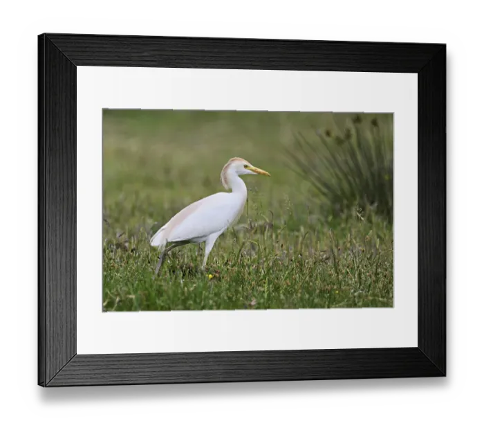 Framed Print : Cattle egret (Bubulcus ibis), foraging in a meadow Framed Print : Cattle egret (Bubulcus ibis), foraging in a meadow