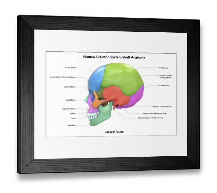 Framed Print : 3D Illustration Concept of Human Skeleton System Skull Bone Parts Described with Labels Anatomy