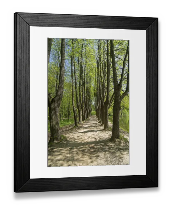 Framed Print : Lime alley on the shore of the pond