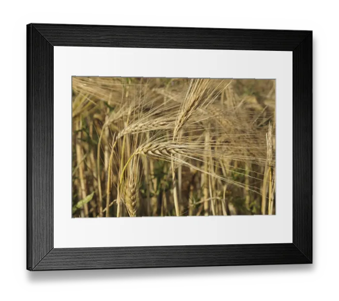 Framed Print : Barley, barley field, barley ears Framed Print : Barley, barley field, barley ears