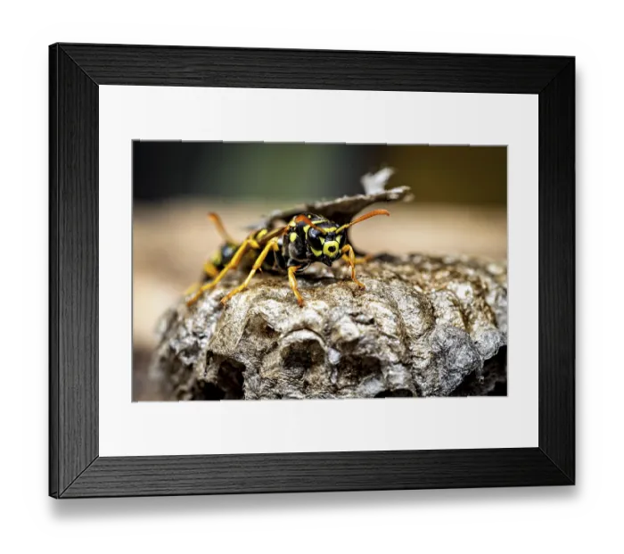 Framed Print : A close-up shows a wasp on a nest in striking colours