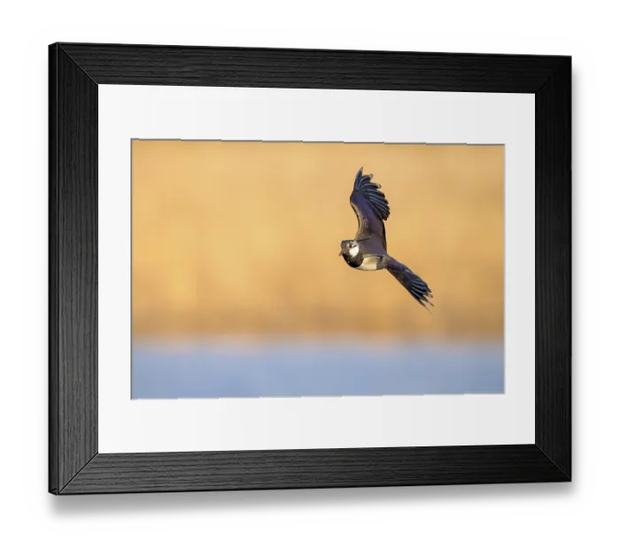 Framed Print : Northern Lapwing (Vanellus vanellus) Framed Print : Northern Lapwing (Vanellus vanellus)