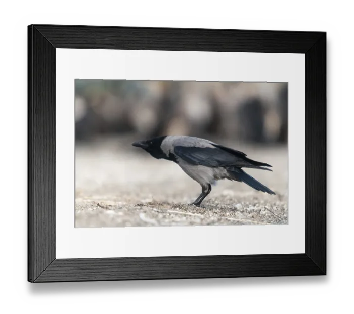 Framed Print : Corvus cornix, hooded crow, birds