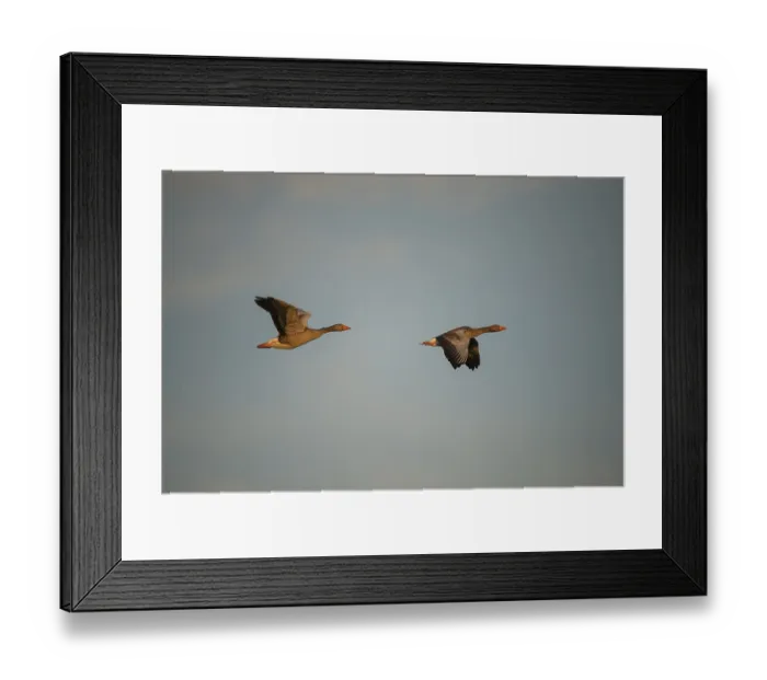 Framed Print : Anser Anser, Greylag or Graylag Goose
