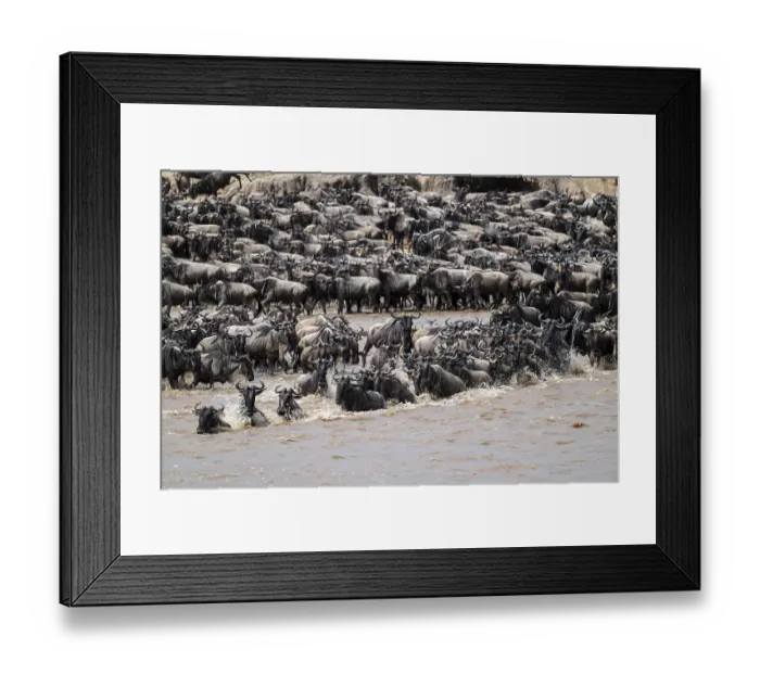Framed Print : The Great Migration: Huge herds of wildebeest (Connochaetes taurinus) cross the Mara River and swim to the other side Framed Print : The Great Migration: Huge herds of wildebeest (Connochaetes taurinus) cross the Mara River and swim to the other side