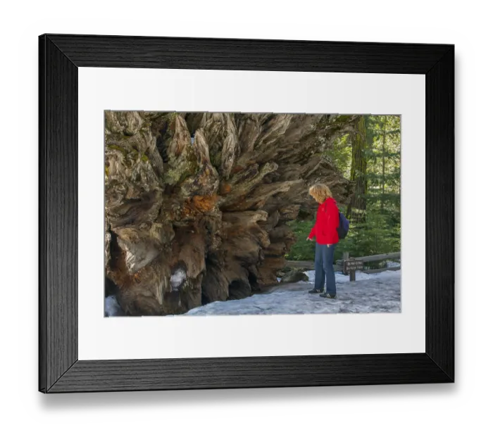 Framed Print : Tree trunk of a sequoia tree in Yosemeti National Park Framed Print : Tree trunk of a sequoia tree in Yosemeti National Park