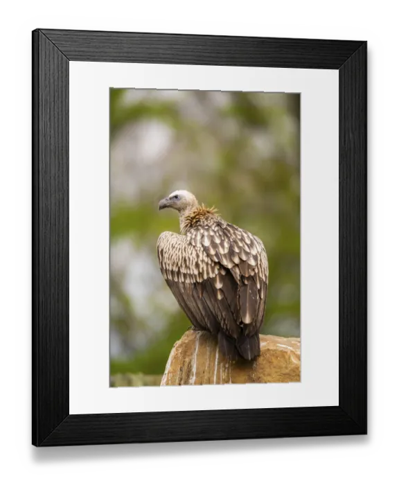 Framed Print : Griffon Vultures (Gyps fulvus) sitting on a rock