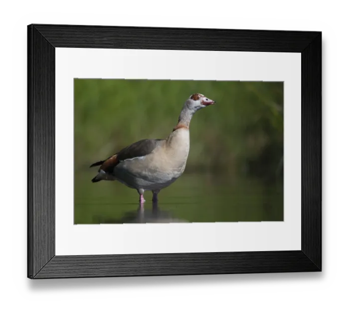 Framed Print : Alopoch aegyptiacus, Egyptian goose
