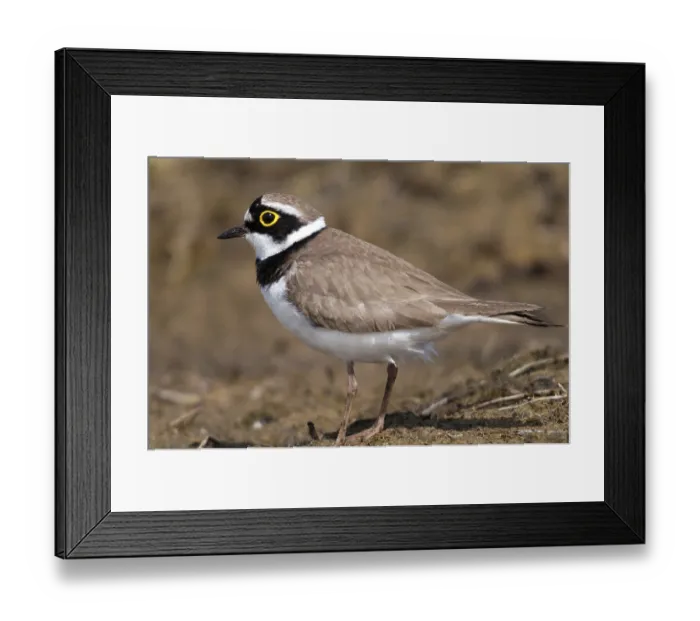 Framed Print : Charadrius dubius, plover, little ringed plover Framed Print : Charadrius dubius, plover, little ringed plover