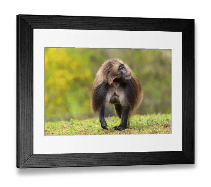 Framed Print : Gelada (Theropithecus gelada) male running over a meadow