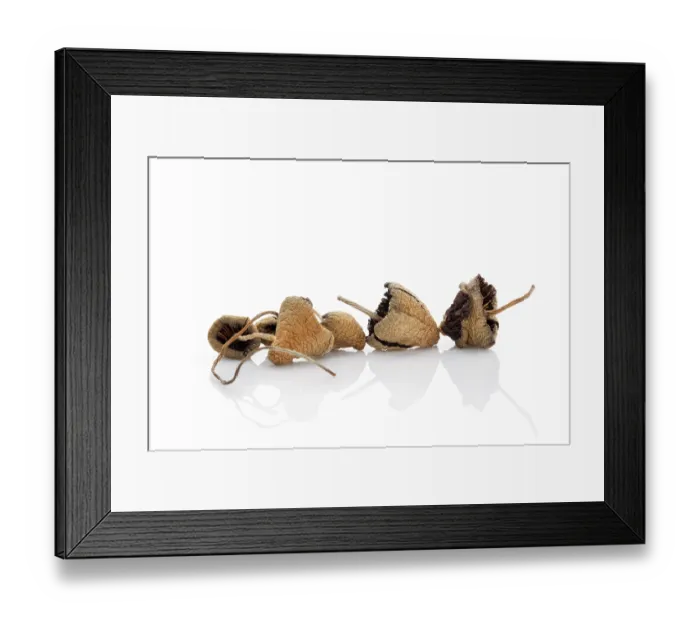 Framed Print : Liberty caps, magic mushrooms. Psilocybin mushroom isolated on white background