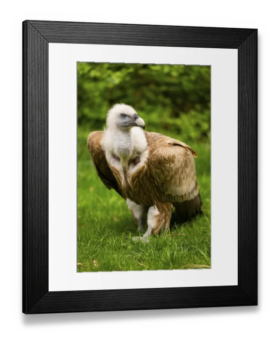 Framed Print : Griffon Vultures (Gyps fulvus) walking on a meadow in spring Framed Print : Griffon Vultures (Gyps fulvus) walking on a meadow in spring