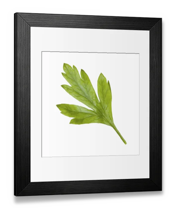 Framed Print : Back side of fresh green leaf of parsley herb isolated on white background Framed Print : Back side of fresh green leaf of parsley herb isolated on white background