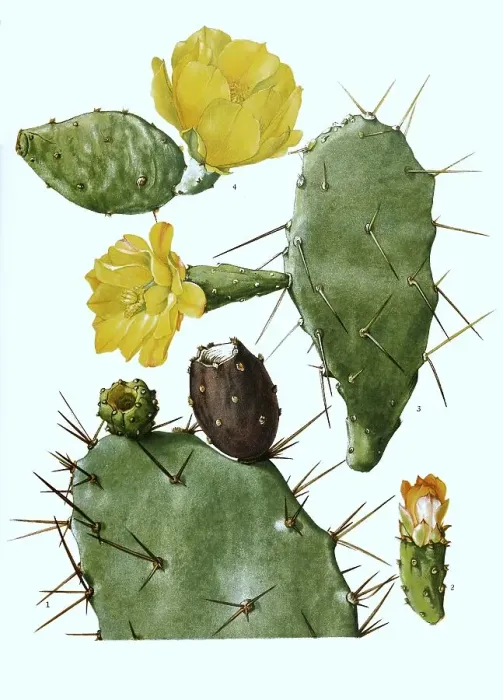 Framed Print : 1, 2. schumannii, 3. Opuntia vulgaris, 4 Framed Print : 1, 2. schumannii, 3. Opuntia vulgaris, 4