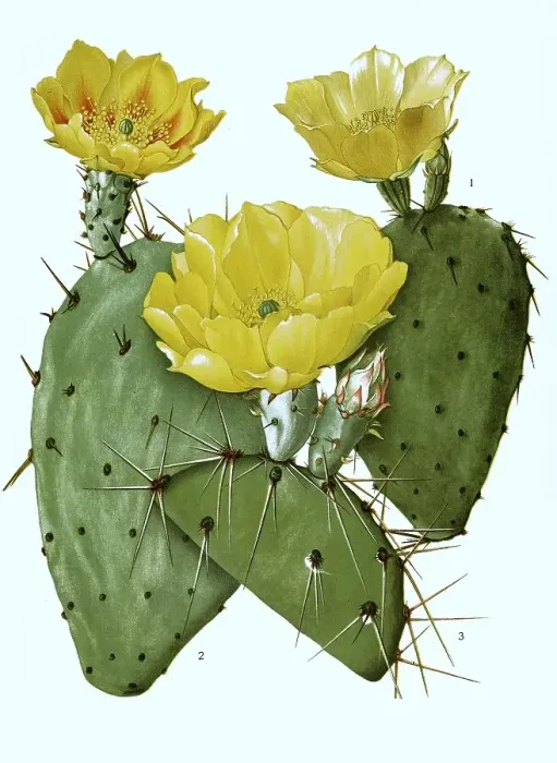 Framed Print : 1. atrispina, 2. Opuntia phaeacantha, 3 Framed Print : 1. atrispina, 2. Opuntia phaeacantha, 3