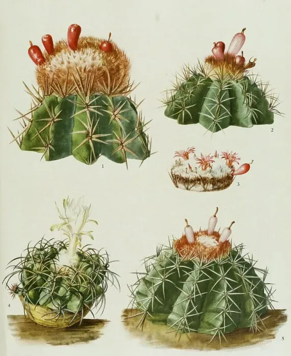 Framed Print : 1. cactus lemairei, 2. cactus harlowii