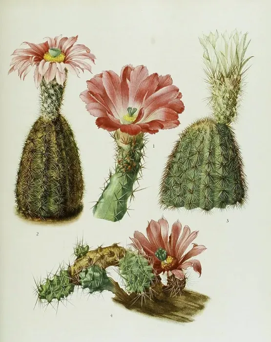 Framed Print : 1. echinocereus pentalophus, 2