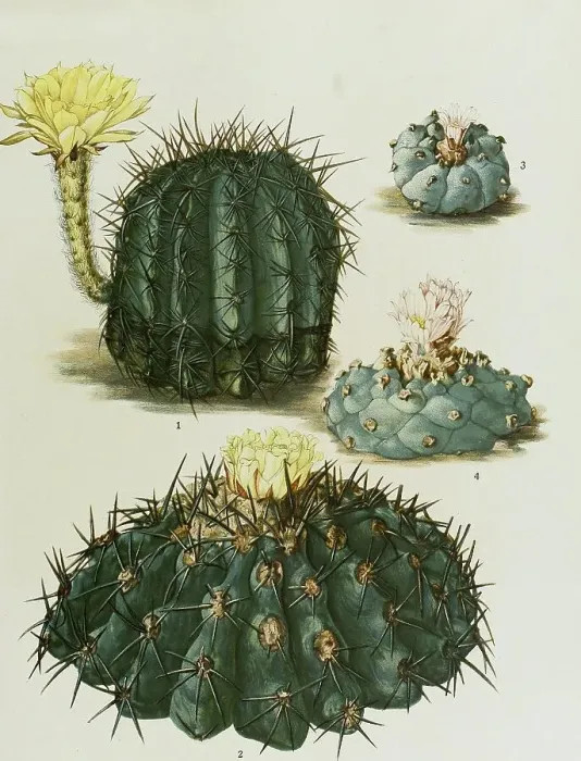 Framed Print : 1. Echinopsis aurea, 2. Copiapoa coquimbana