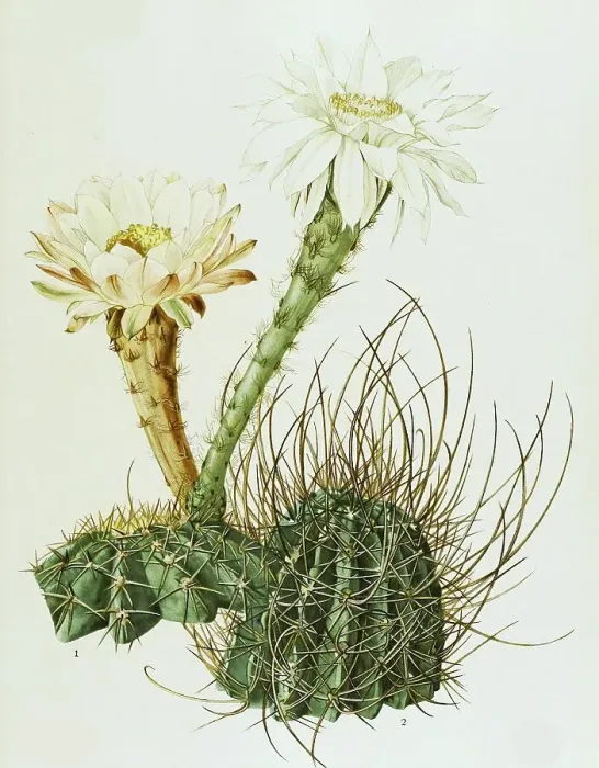 Framed Print : 1. echinopsis silvestrii, 2. echinopsis leucantha