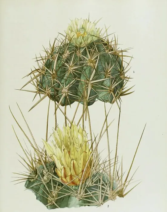 Framed Print : 1. Ferocactus (Ferocactus rectispinus) viridescens
