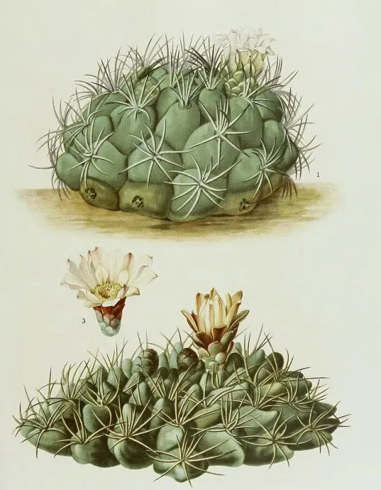 Framed Print : 1. gymnocalydium saglione, 2. 3 Framed Print : 1. gymnocalydium saglione, 2. 3