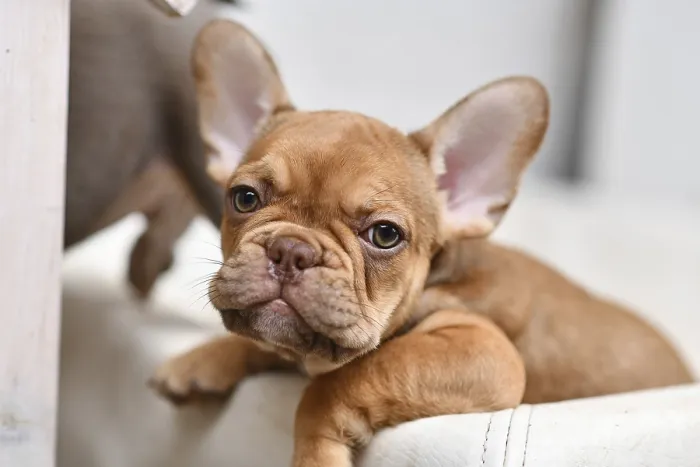 Framed Print : 10 weeks young Mocca French Bulldog dog puppy