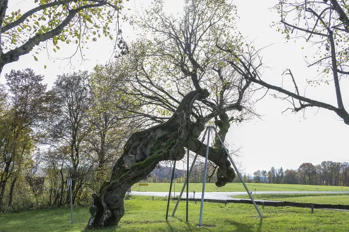 Framed Print : 1000 year old lime tree, (Tilia) Framed Print : 1000 year old lime tree, (Tilia)