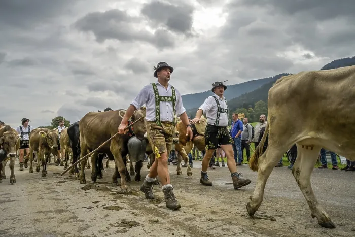 Framed Print : 16. 09. 2022. Almabtrieb, cattle seperation in Thalkirchdorf