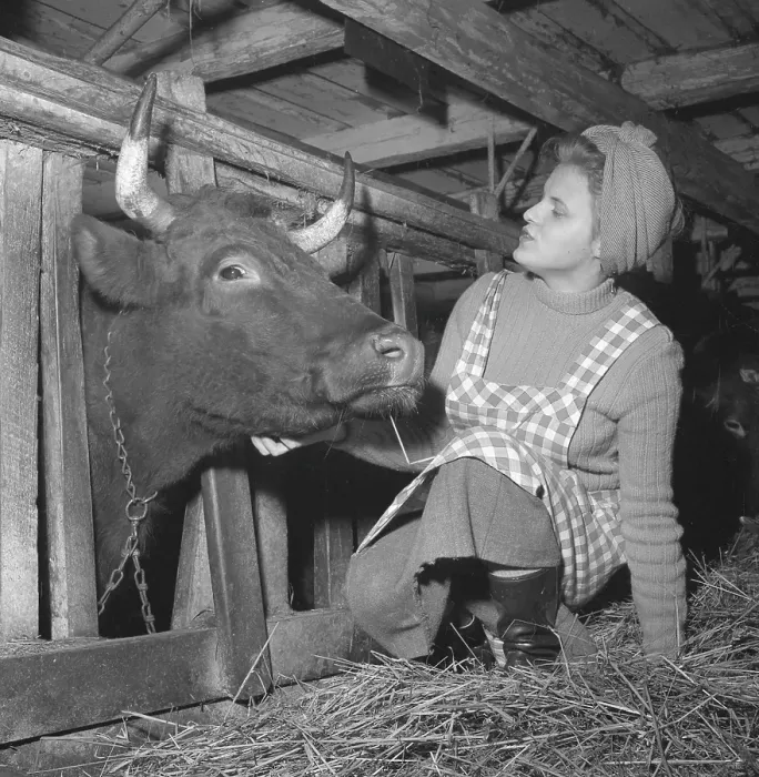 Framed Print : In the 1950s. A woman with a friendly cow in the barn
