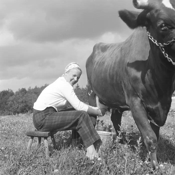 Framed Print : In the 1950s. A woman is milking a cow Framed Print : In the 1950s. A woman is milking a cow