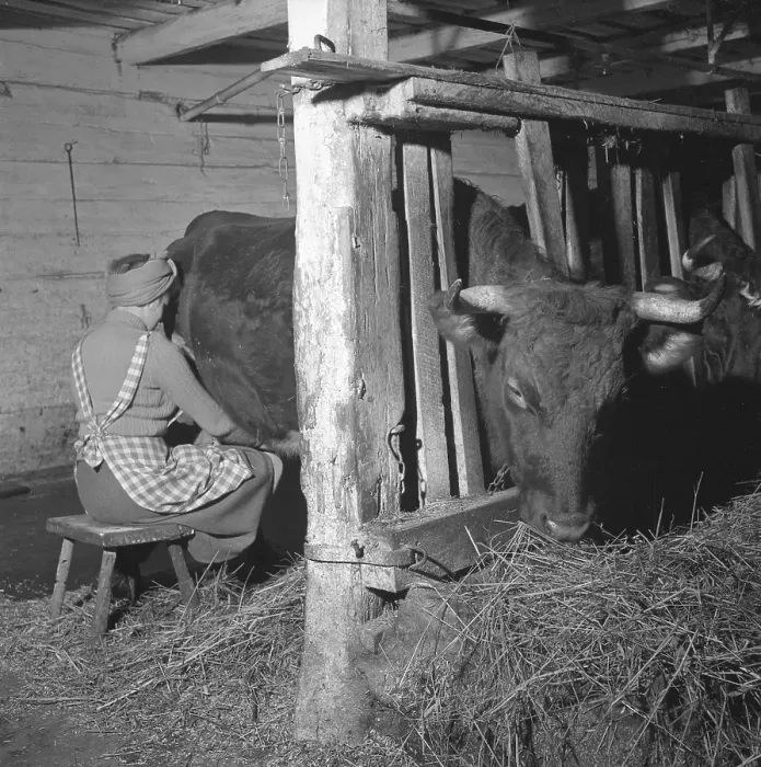 Framed Print : In the 1950s. A woman is milking a cow