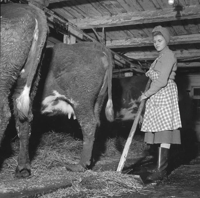 Framed Print : In the 1950s. A woman works in the barn