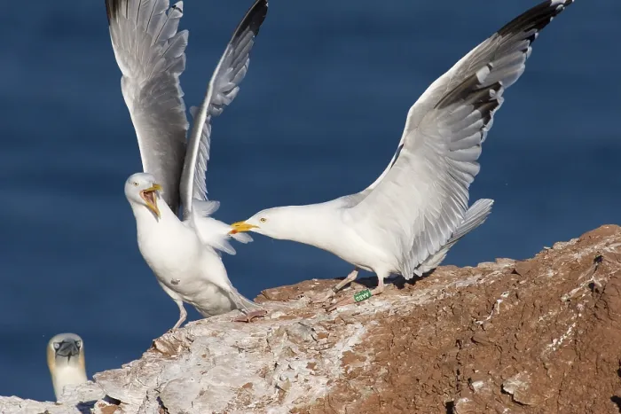 Framed Print : 2 arguing herring gulls (Larus argentatus) Framed Print : 2 arguing herring gulls (Larus argentatus)