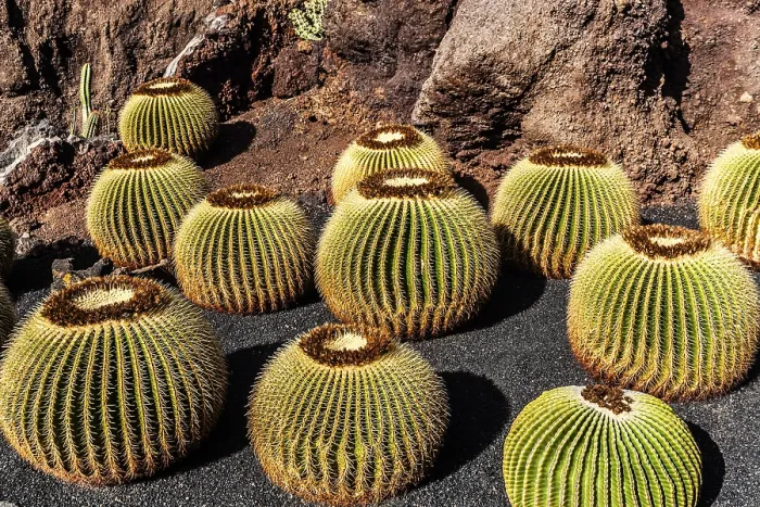Framed Print : 2016, Guatiza, Lanzarote, Jardin de Cactus by Cesar Manrique