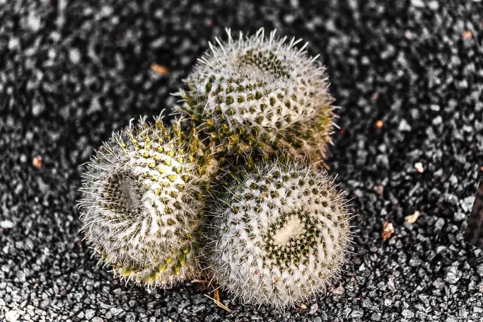 Framed Print : 2016, Guatiza, Lanzarote, Jardin de Cactus by Cesar Manrique
