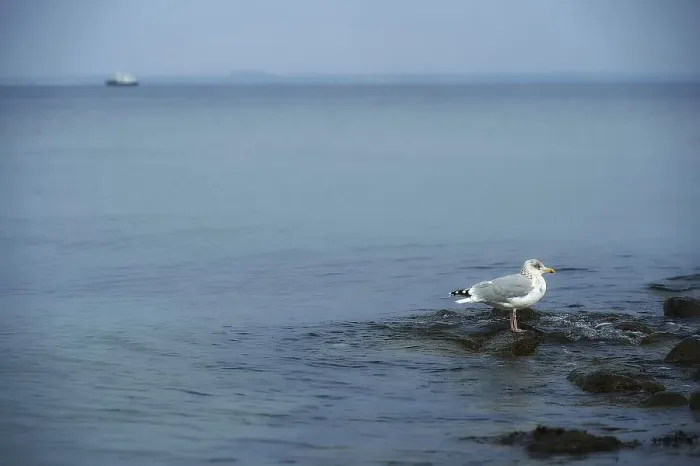 Framed Print : 21.10.2022, Seagull on a stone on the beach of Timmendorfer Strand Timmendorfer Strand, Schleswig-Holstein, Germany, Europe