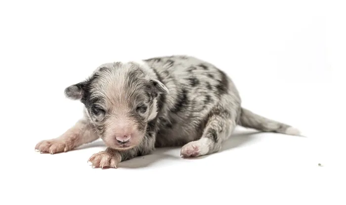 Framed Print : 3 days old crossbreed puppy isolated on white