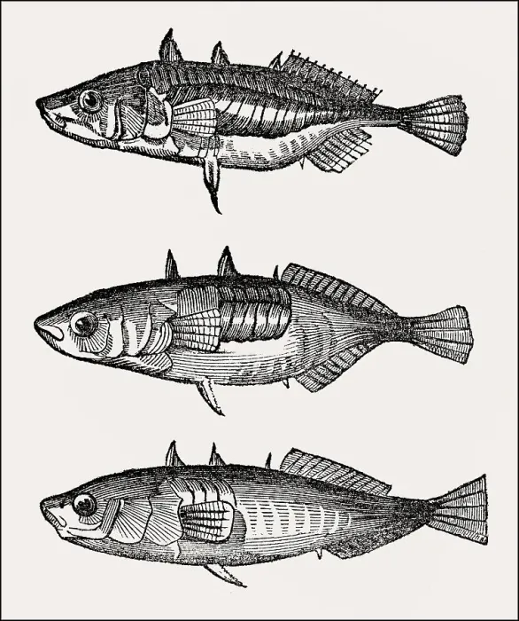 Framed Print : 3 different types of three-spined stickleback (Gasterosteus aculeatus) Framed Print : 3 different types of three-spined stickleback (Gasterosteus aculeatus)