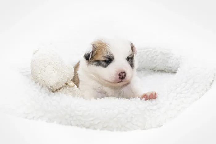 Framed Print : 3 week old Icelandic dog